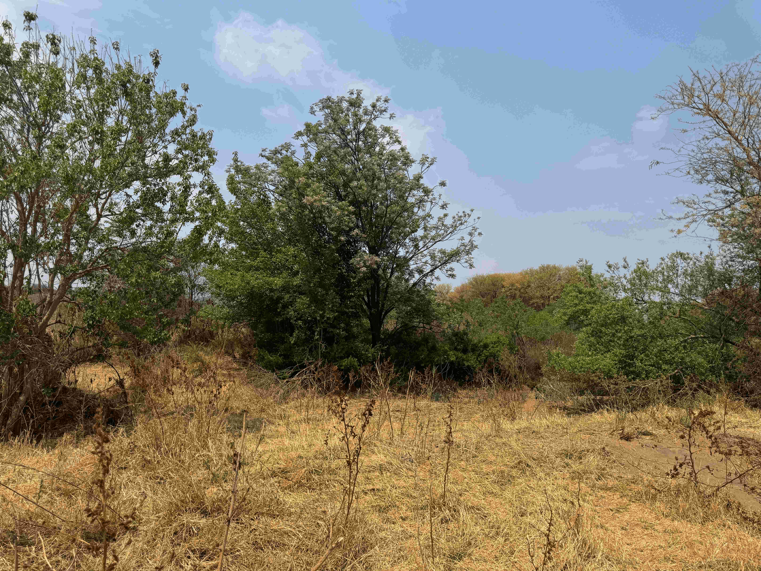 Field team scale and site context