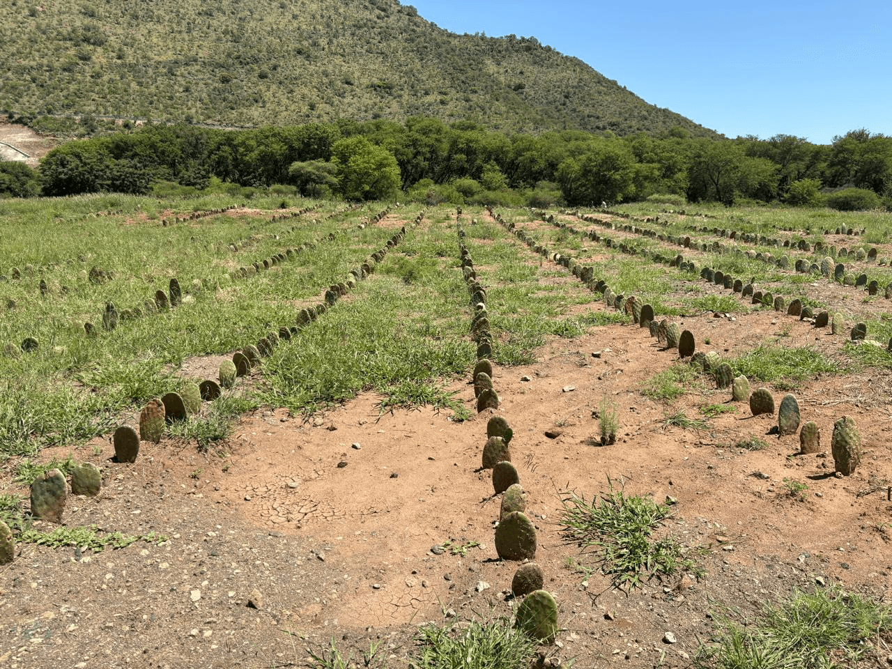 Week 16: Steelpoort Reaches 2,000 Plants Milestone